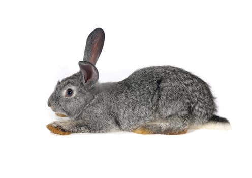 grey rabbit on a white background