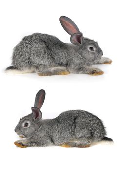 grey rabbit on a white background