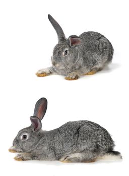 two, grey rabbit on a white background