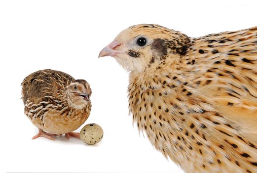 adult quail isolated on white background