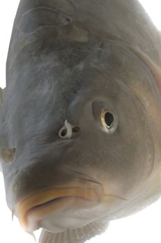 close up of a carp on a white background