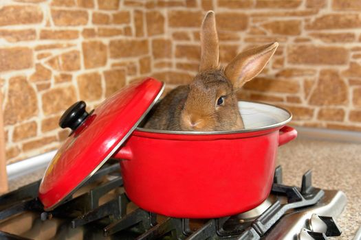 house brown rabbit in kitchen