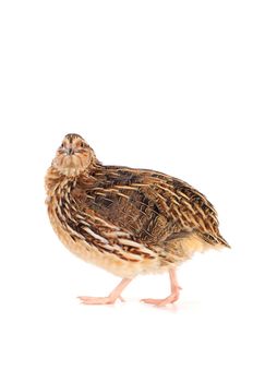 adult quail isolated on white background