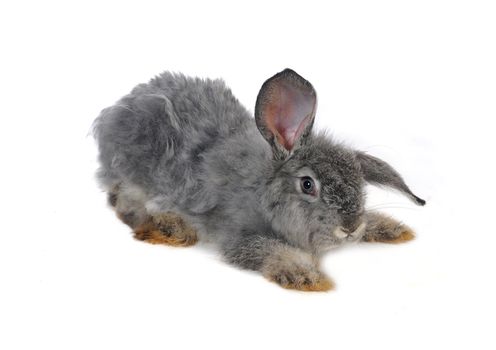 grey rabbit on a white background