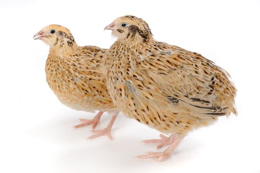 adult quail isolated on white background