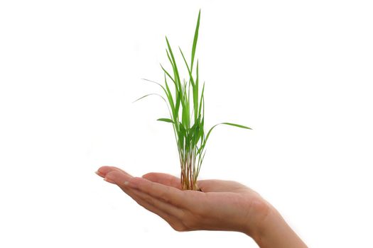 Growing green plant in a hand isolated on white background