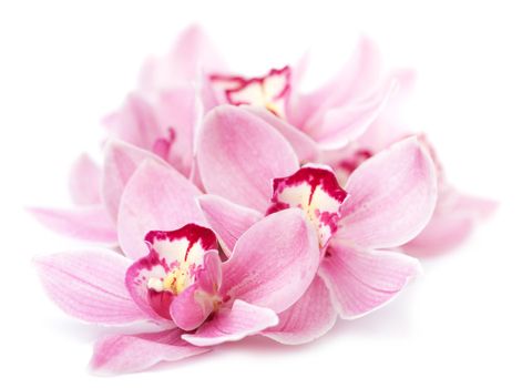 pink orchid flowers isolated 