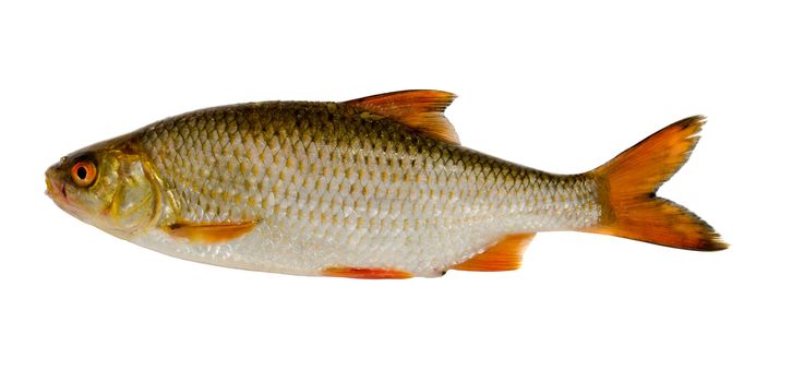 Roach fish after fishing isolated on white background.
