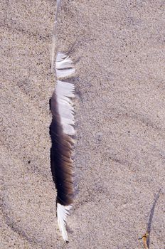 Bird quill in the sand. Natural sea view. Seaside details.
