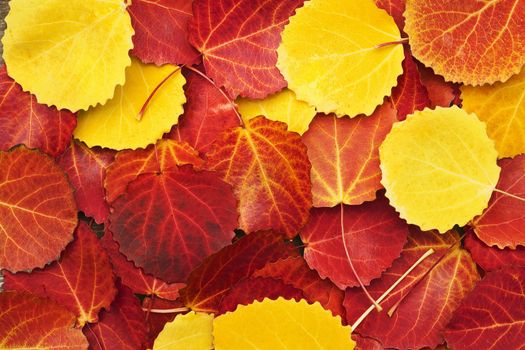 colorful autumn leaves background 