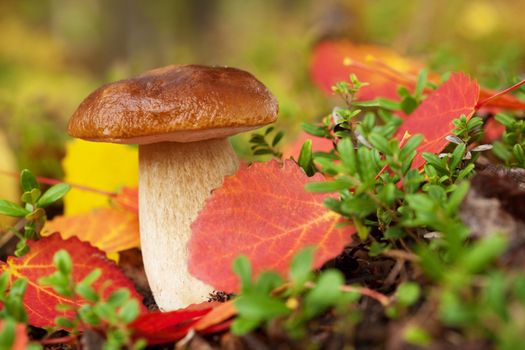 cep mushroom in forest 