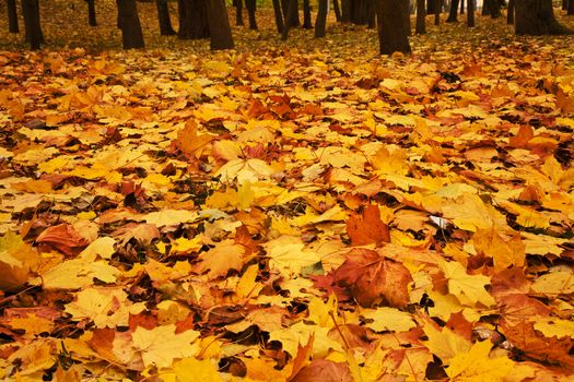 autumn maple leaves 