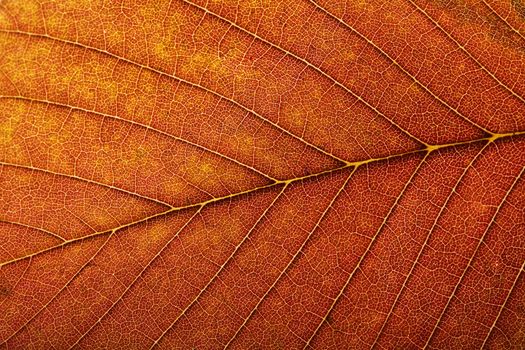macro of autumn leaf 