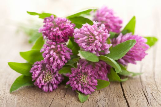 pink clover flower 