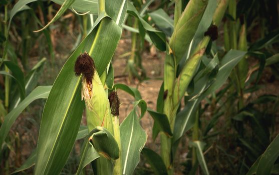 Close-up of a corn cob with a bug in a cornfield