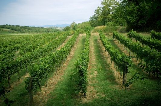 Vineyard landscape with small towns on the background in the Veneto province Italy