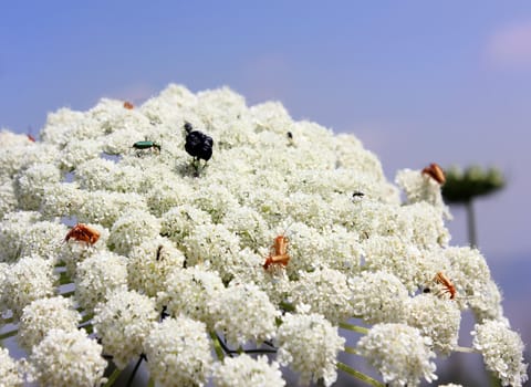 various insects on a large white flower