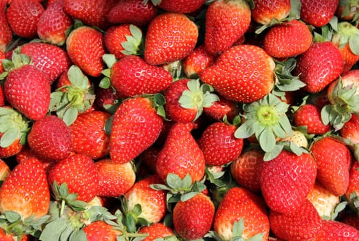 Fresh ripe of the berries of strawberry as food and agricultural backgrounds