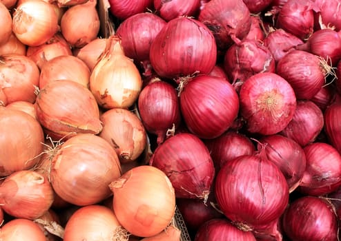 white and red onions as agricultural background