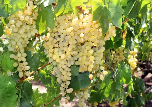 clusters of ripe green grapes before harvesting