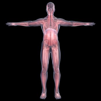 X-Ray picture of a person. muscle. Isolated render on a black background