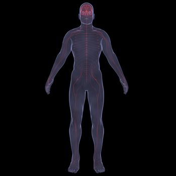 X-Ray picture of a person. Sore digestion. Isolated render on a black background