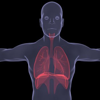 X-Ray picture of a person. lungs. Isolated render on a black background