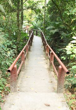 Footpath in the forest of Khao Yai national park in Thailand