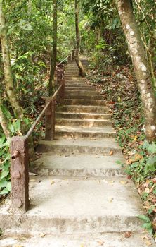 Stairway to jungle, Khao Yai national park, Thailand