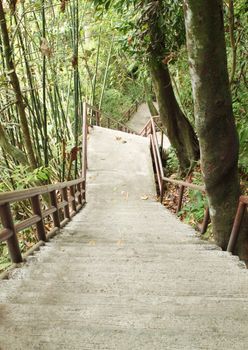 stairway to jungle, Khao Yai national park, Thailand