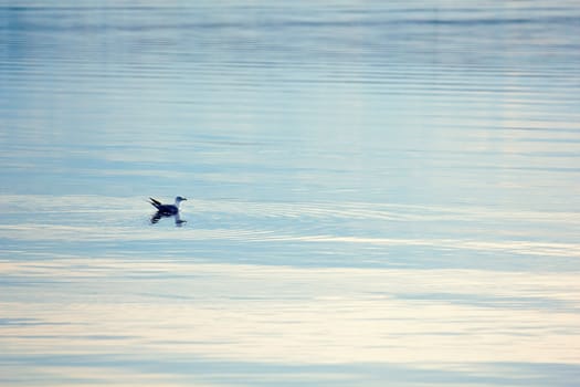 Gull on the surface of the northern lakes. sunset