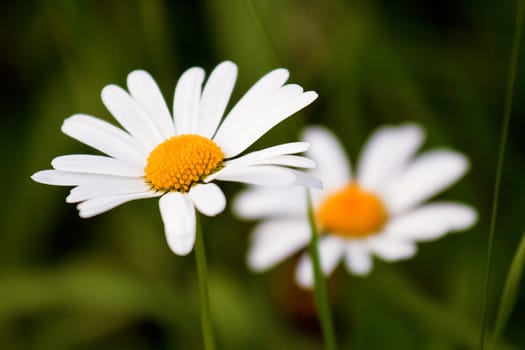 Two camomile on background of green grass close-up