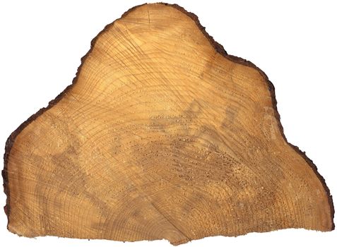 Wood cut showing growth rings on white background
