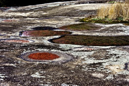 Forty Acre Rock in the summer after the rain and the flowers blooming.