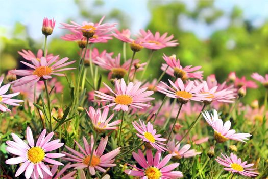 Field of pink camomiles as a floral background