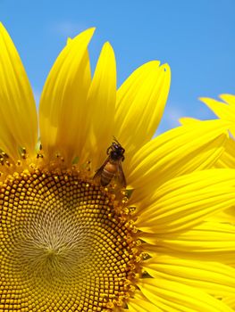 Closeup of sunflower with honey bee collecting nectar