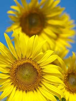 Sunflowers with abstract out of focus background and blue sky