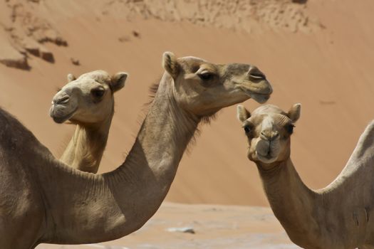 Camels in Desert in middle east