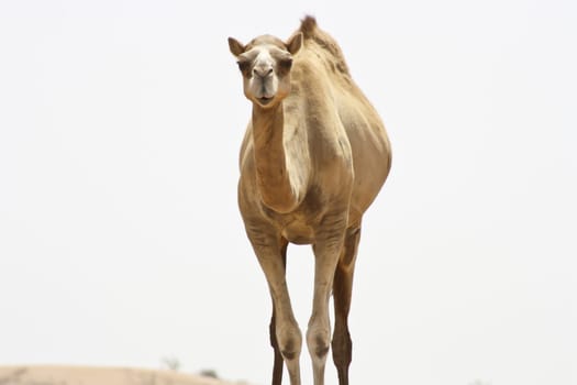 Camels in Desert in middle east