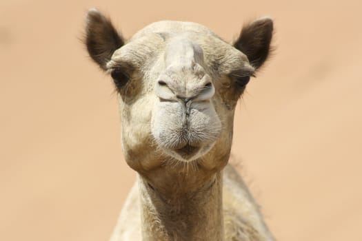 Camels in Desert in middle east