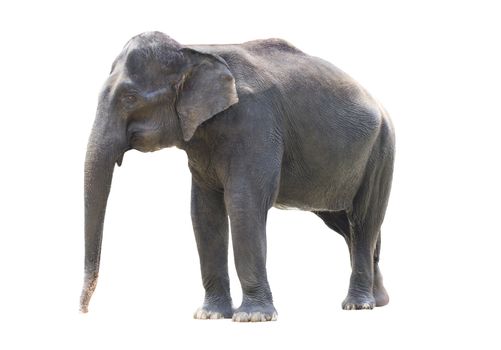 asiatic elephant standing and isolated in white