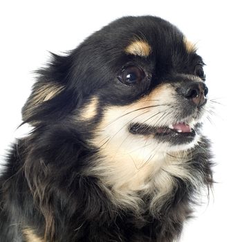 portrait of a cute purebred  chihuahua in front of white background