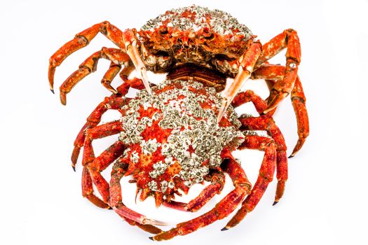 Two spider crab on a white background