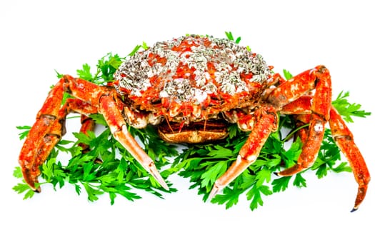 A spider crab on a white background