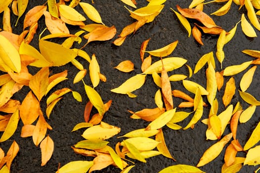 A background of yellow and golden leaves on wet asphalt