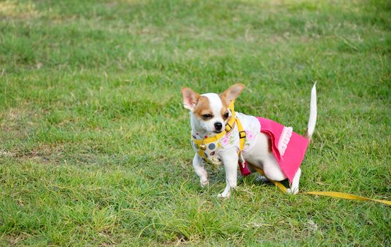 Dog walking in the garden 