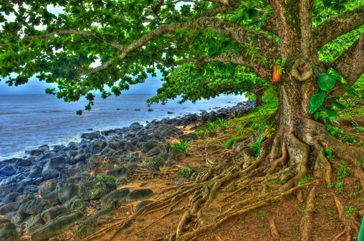 An HDR image of a treel along the shoreline of Kauai with beautiful green leaves and gnarled roots