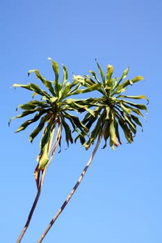 Stick in the sun 