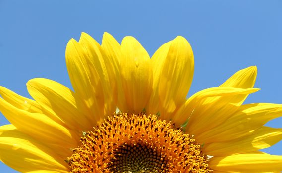 A sunflower on a sunny day