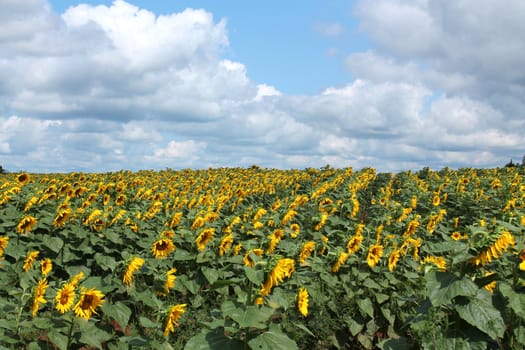 A Field of Sunflowers on a sunny day